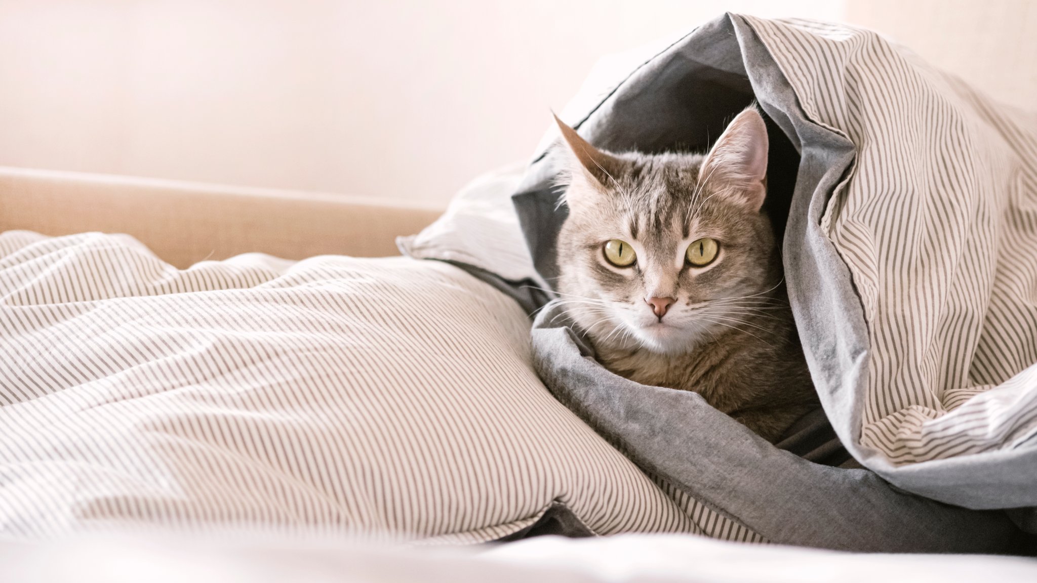 Katzen markieren nicht aus Rache
