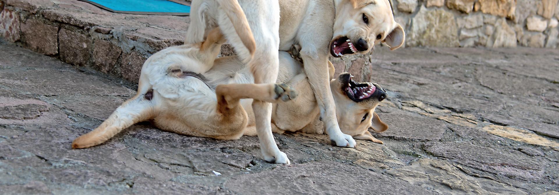 Hunde-Geschwister beim Kampf