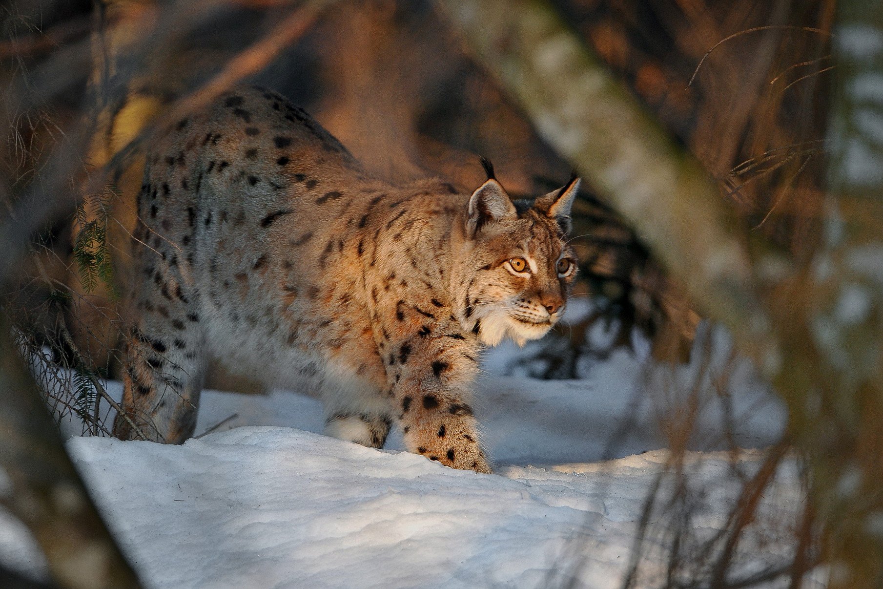 Das «LIFE Lynx» Projekt rettet den Luchs der dinarischen Alpen vor dem Aussterben
