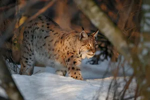 Der Luchs ist scheu und wird deshalb als "Geist des Waldes" bezeichnet.
