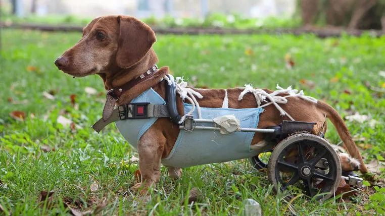 366a09df2c99d8fabbfae15810d96fd4d2ea914e Hund mit Orthese