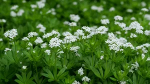 Waldmeister soll als Mittel gegen dämonische Kräfte verwendet worden sein.