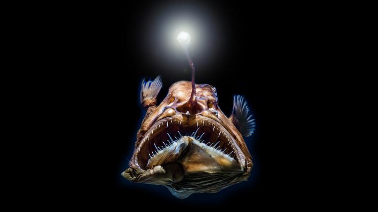 Tiefsee-Anglerfisch