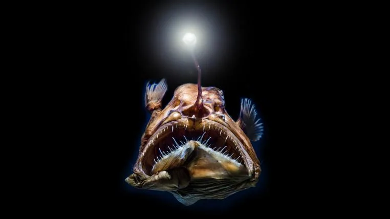 73a719ca0f745bdff0cf19a81fbadc879b577404 Tiefsee-Anglerfisch