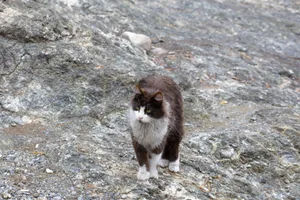 Viele verwilderte Katzen befinden sich in schlechtem Zustand und verbreiten Krankheiten.
