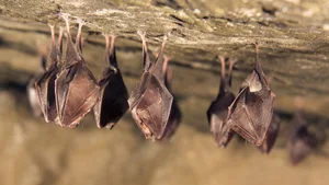 Eine Gruppe von Hufeisennasen überwintert gemeinsam an der Decke einer Höhle.
