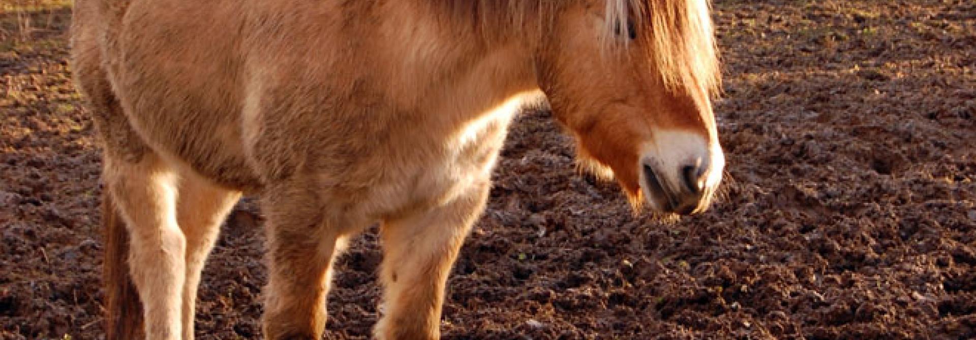 pferd-matsch.jpg