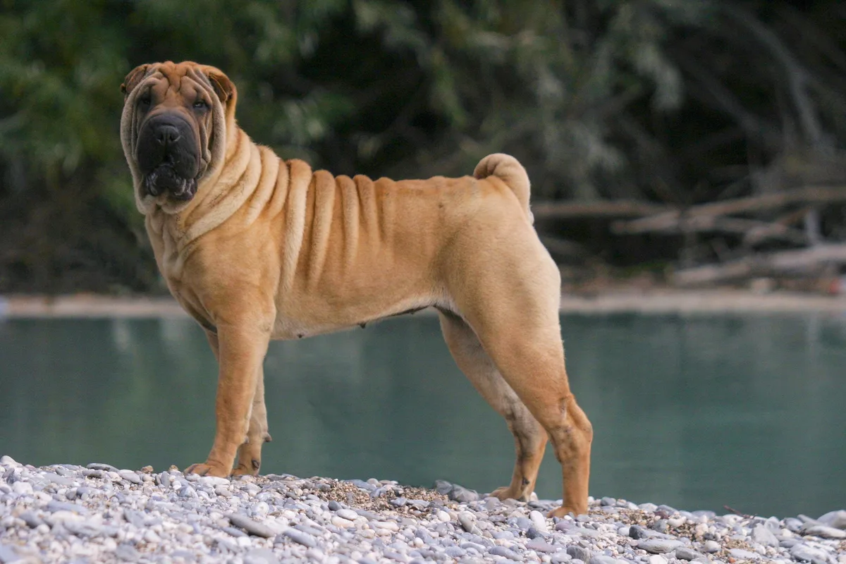 shutterstock_704948137 Shar Pei – der faltige Hund
