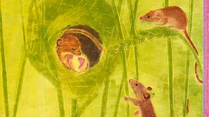 Die winzigen Zwergmäuse bauen sich ein Kugelnestchen, um darin zu schlafen.