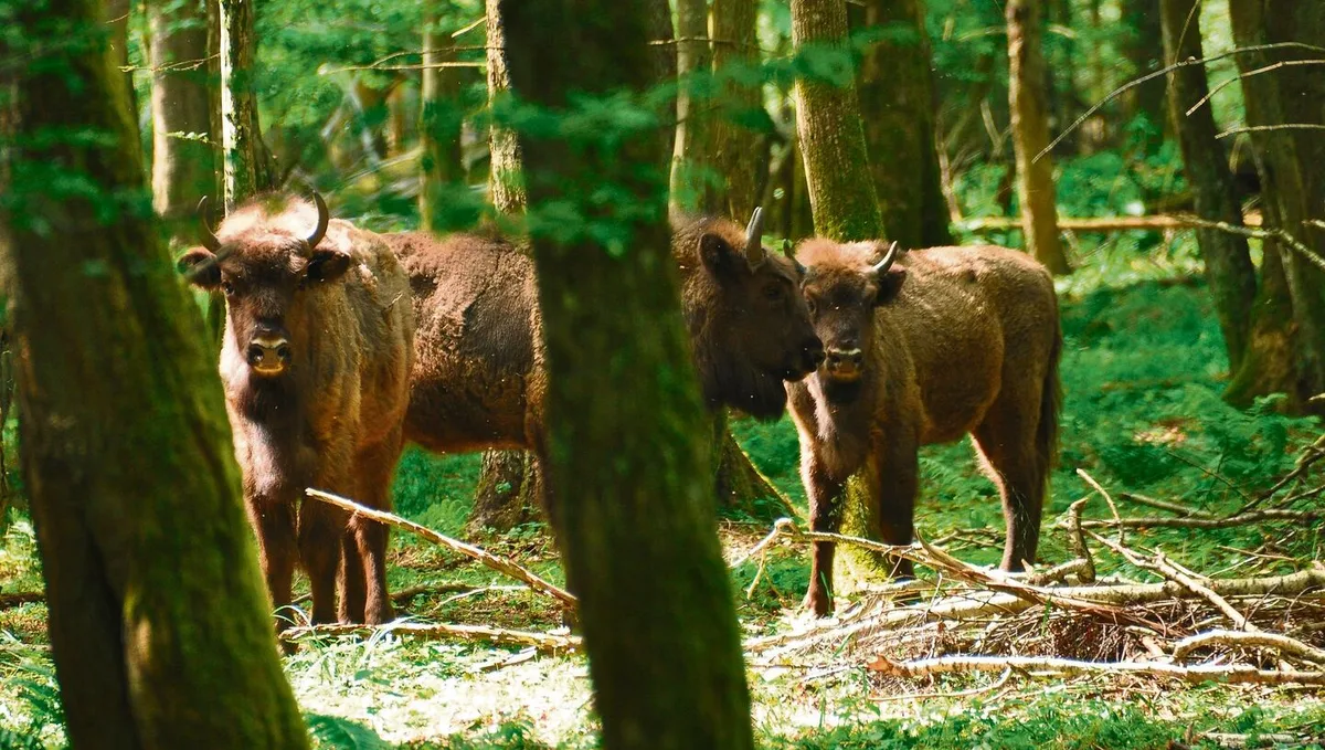 bdce606ae65b215526ed752fe5884d25880e915f56f8d11c528b3003285b2002 Im Gegensatz zu Bisons leben Wisente nicht in offenem Grasland, sondern in Wäldern.