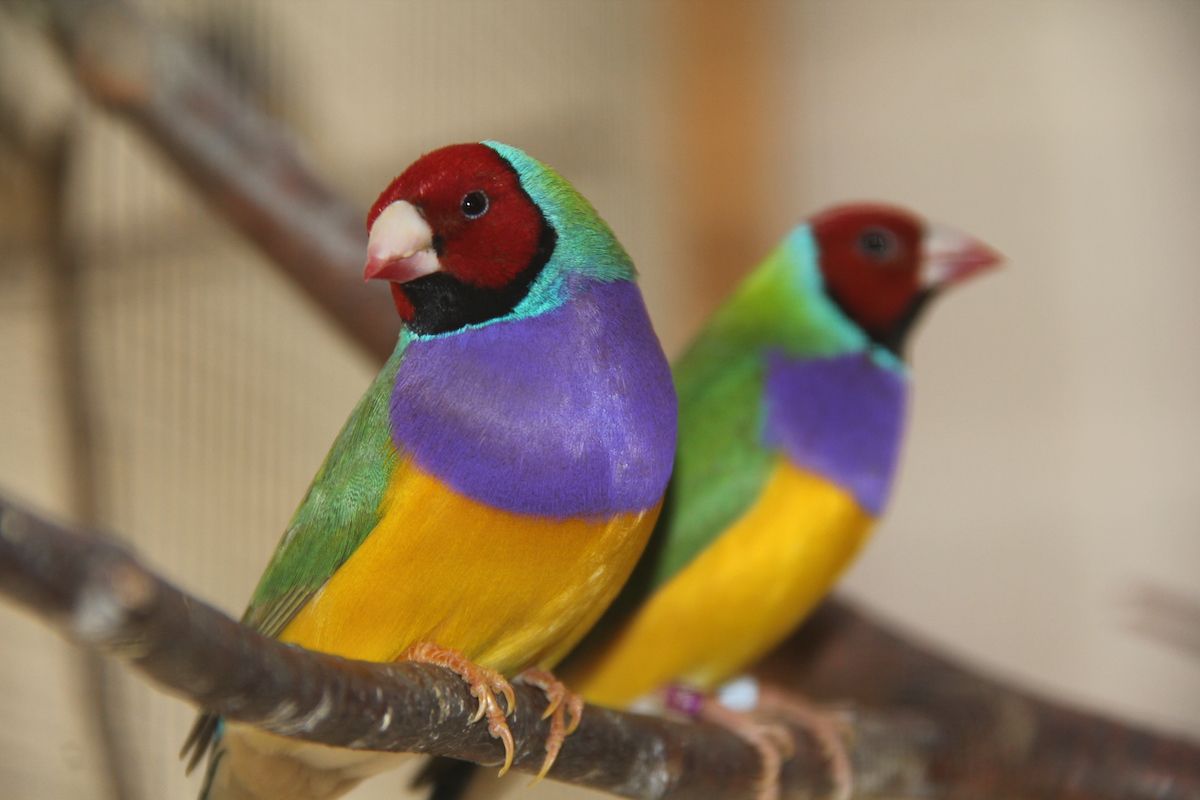 Vitamine, Eiweiss und Mineralien: So kommt dein Ziervogel gut durch die Mauser