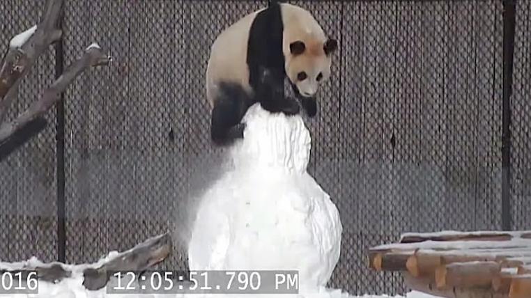 Panda spielt mit Schneemann