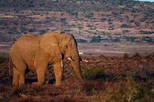 Einer der Elefantenbullen im Samara-Wildreservat: Er stammt aus dem Phinda-Reservat und gehört zu denersten Elefanten in der Gegend seit 150 Jahren.