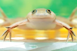 Zwergkrallenfrösche eignen sich als Aquarientiere. Obwohl sie kein ausgeprägtes Sozialverhalten haben, sind sie in Gruppen zu halten.