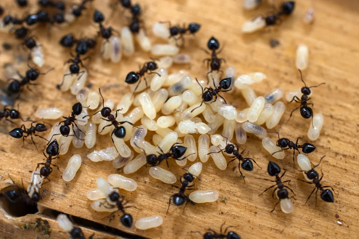 shutterstock_2122038902 Ameisen-Nachwuchs warnt Kolonie vor tödlichen Infektionen
