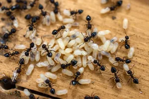 Tödlich erkrankte Ameisenpuppen warnen das Nest mit Duftstoffen.