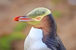 Stark gefährdet: die Gelbaugenpinguine auf der neuseeländischen Otago-Halbinsel.