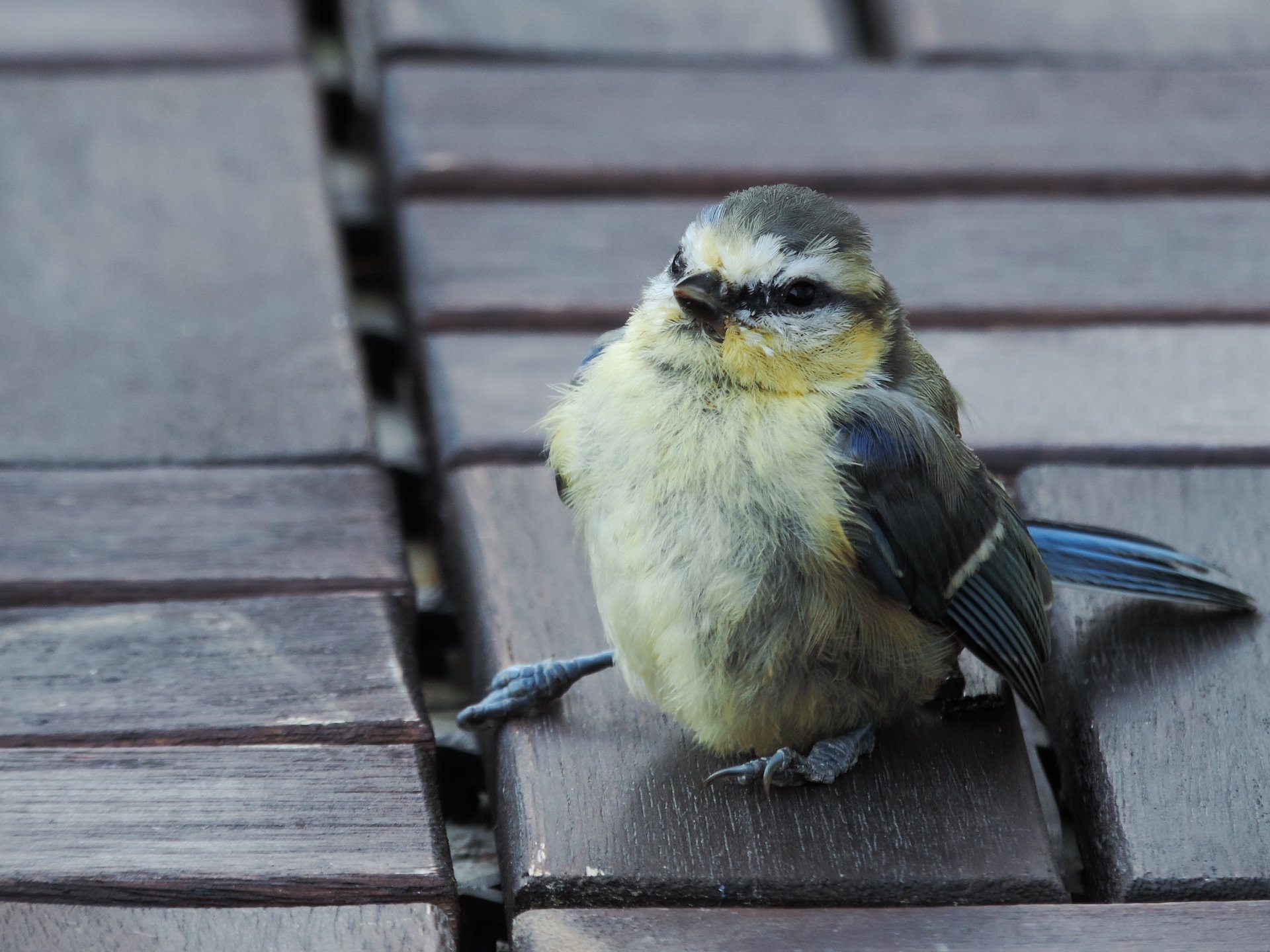 Erste-Hilfe-Massnahmen für verletzte Wildvögel