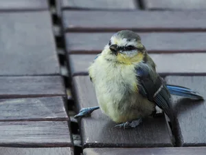 Diese Blaumeise ist vermutlich in eine Scheibe geflogen. Nun gilt es, sie in eine dunkle Kiste zu setzen und ausruhen zu lassen.