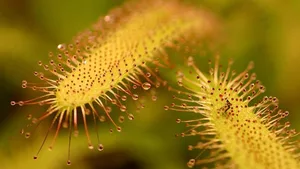 Der Sonnentau hat unzählige klebrige Haare, die kleinen Insekten zum Verhängnis werden können.