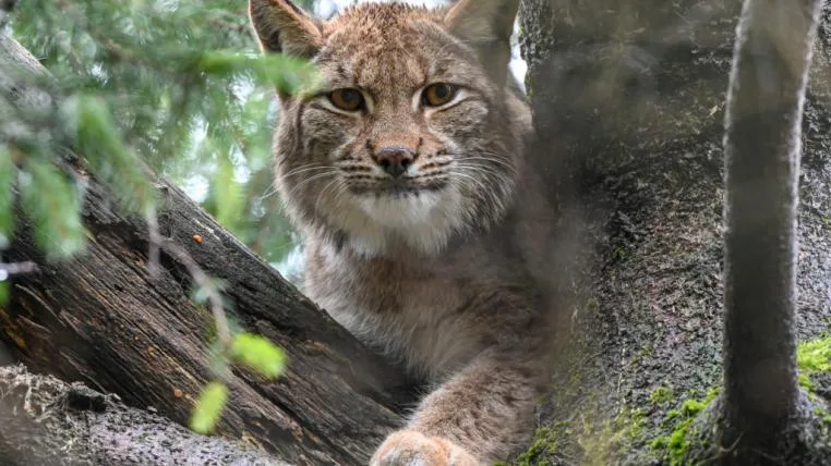 63d96c36e475c2ff4440ba7bb22fcfec9f45bebc Luchsin Desari im Tierpark Goldau
