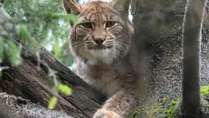 Die neue Luchsin im Tierpark Goldau schaut noch etwas skeptisch. Mittlerweile hat sie sich aber gut eingewöhnt.