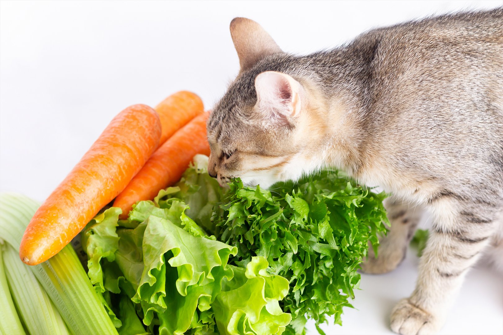 Sollte man Haustiere vegetarisch ernähren?