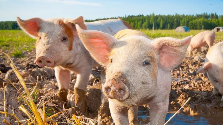 f4eea345b1b083481b71f346056d2e20f15350c1 Schweine