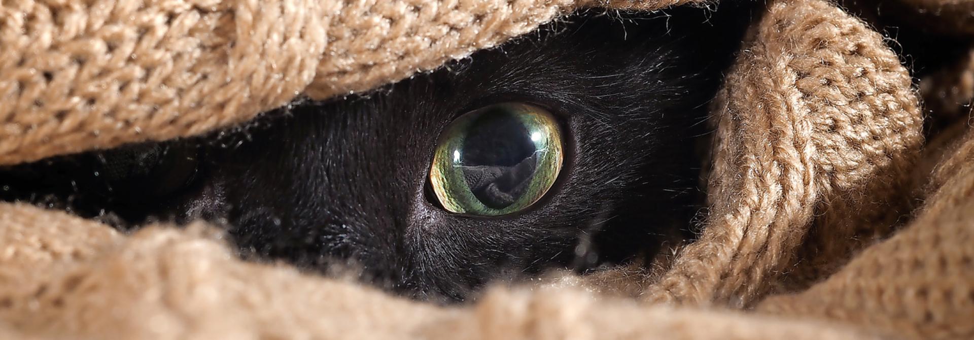 katze-angst-vor-laerm.jpg