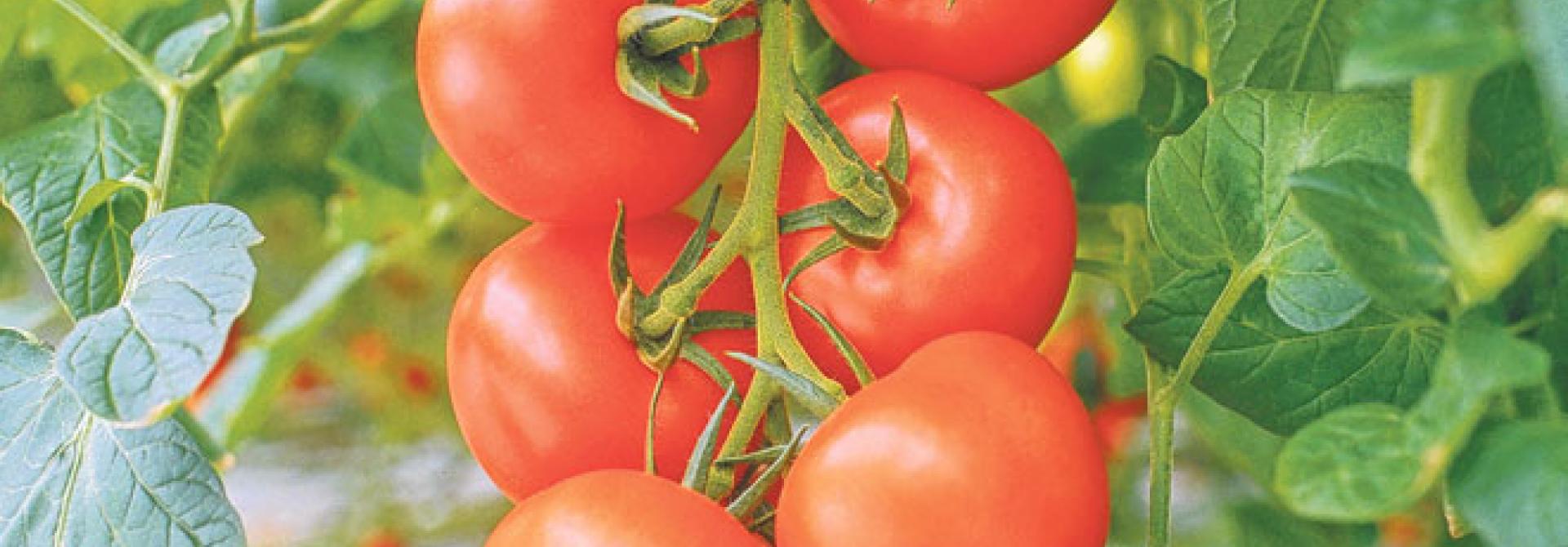 30953_Freiland-Strauch-Tomate-Philona-F1_Volmary_s.jpg