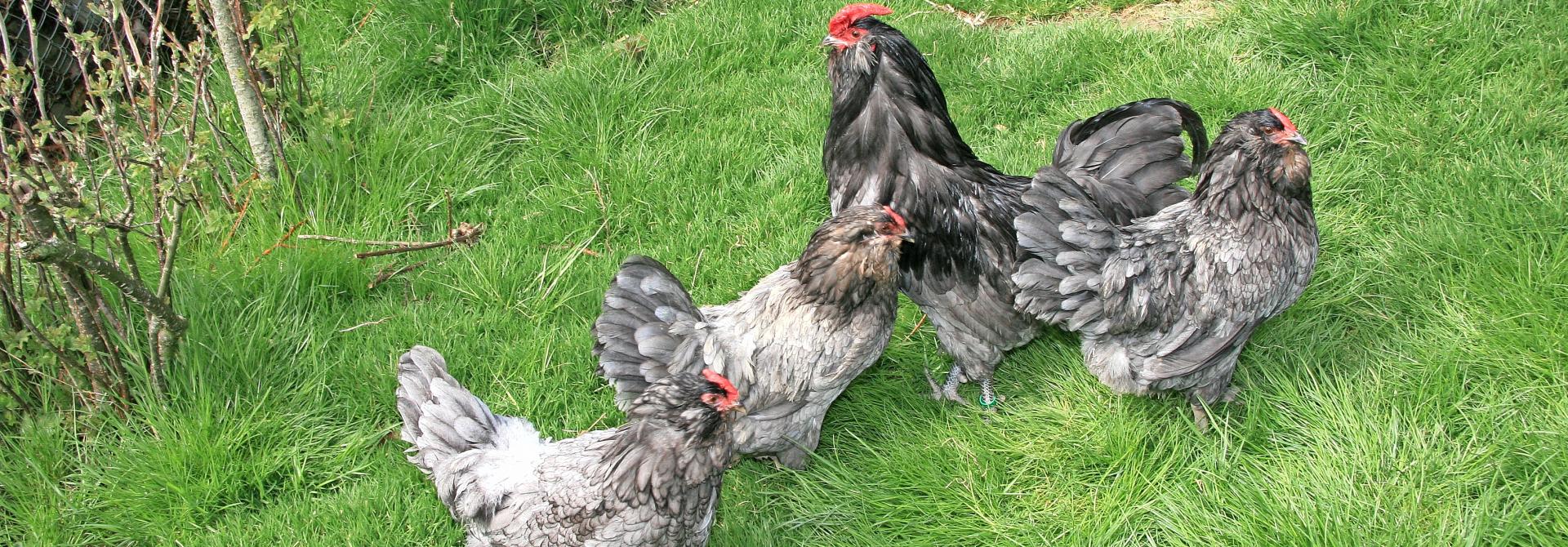 Hühner im Freien