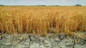 Europe erlebt immer häufiger extreme sommerliche Hitzewellen.