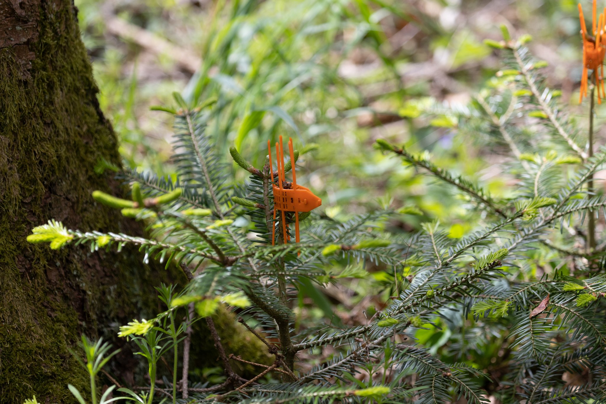 Wildtiere bedrohen unsere Wälder