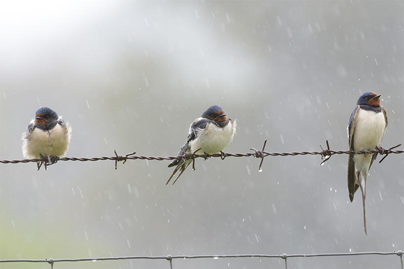 Zugvögel konnten wegen Regen und starken Böen nicht weiterfliegen