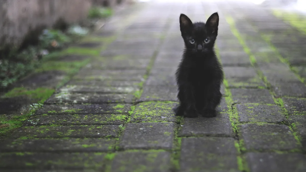 katze_vermisst2 So muss man vorgehen, wenn man ein Tier findet