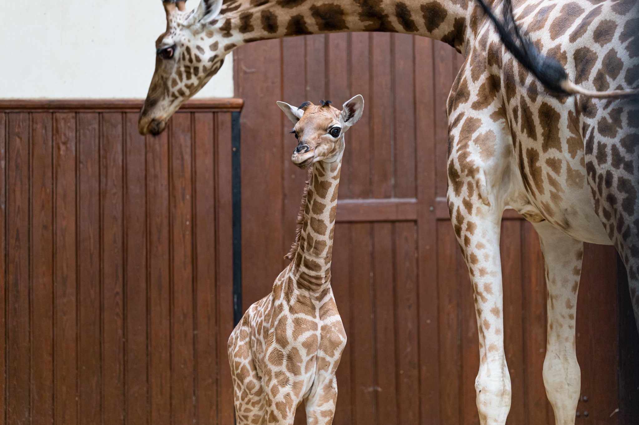 Giraffen-Kalb Tufani im Zoo Basel geboren