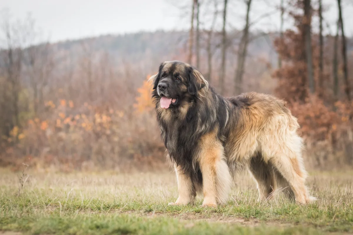 shutterstock_1574582608 Leonberger – der mit der Löwenmähne
