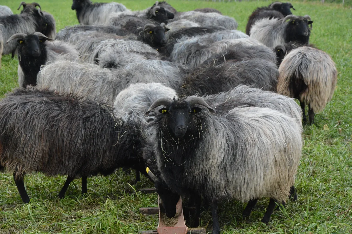 Willi_6 Heidschnucken sind farbwechselnde Feinschmecker
