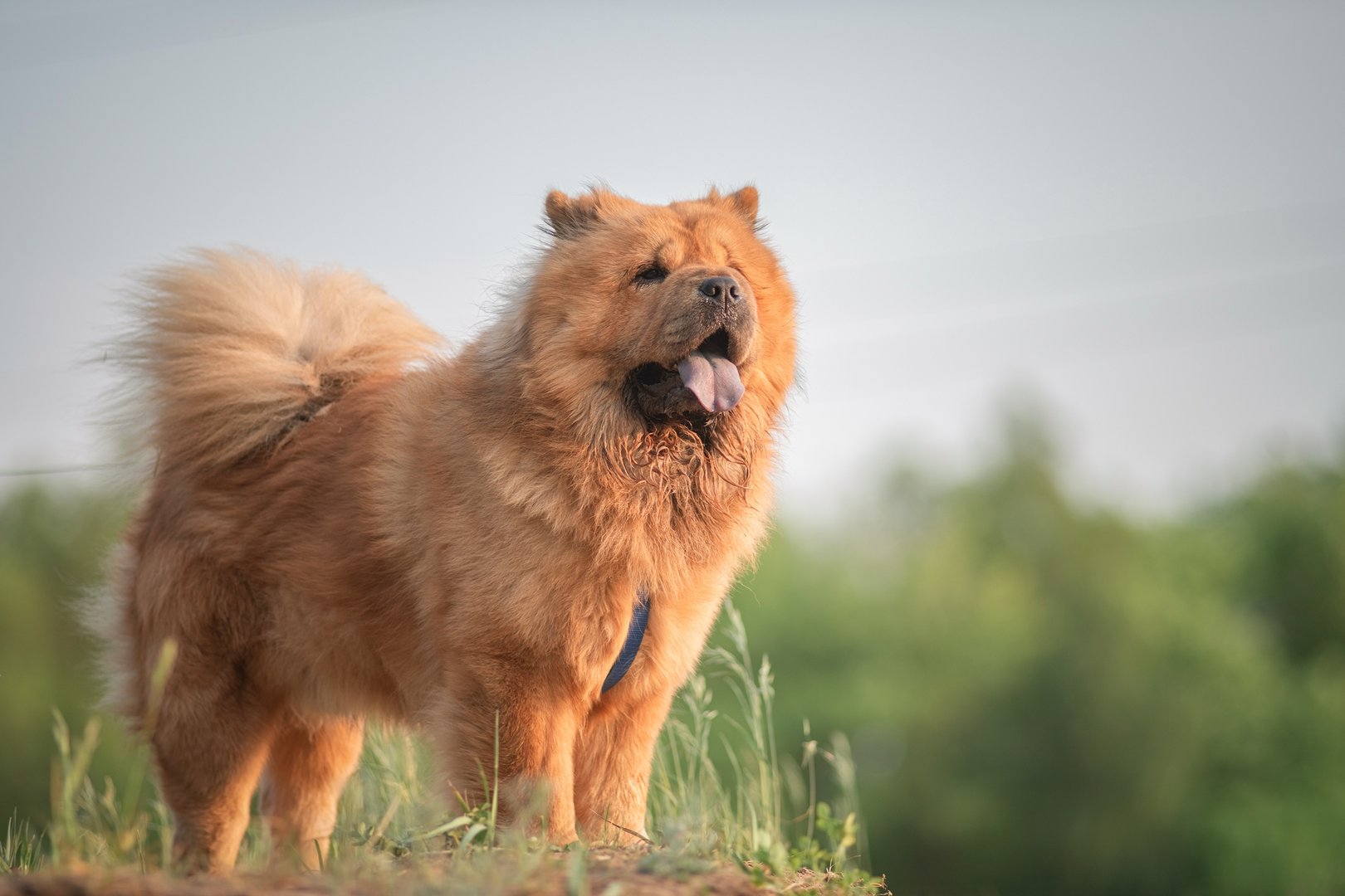 Chow Chow: Der Löwenhund mit blauer Zunge