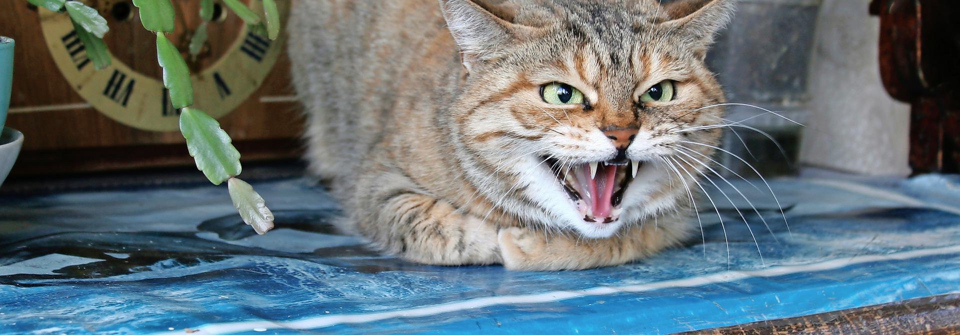 Katze faucht und zeigt Zähne