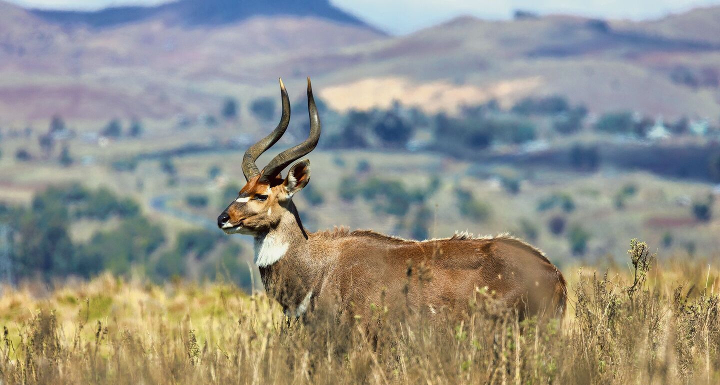 Ein Bergnyala-Bock in der kargen Vegetation der Bale-Berge, wo auch der Äthiopische Wolf (links) umherstreift.