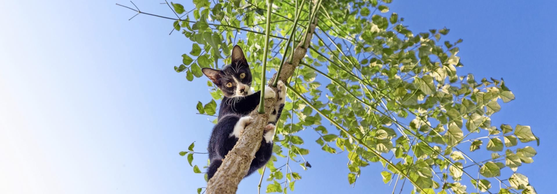 Katze auf Baum