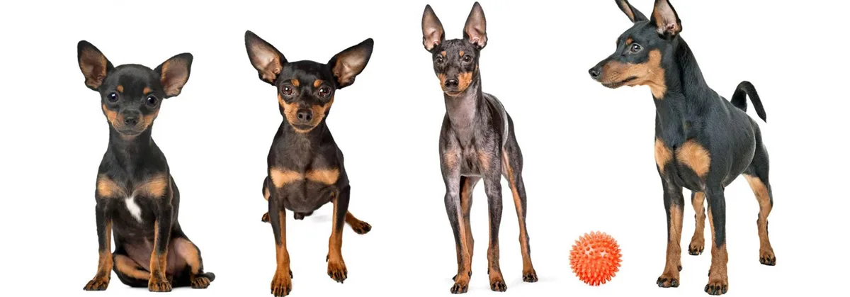 8436b94411017bc4ef5309f0b799adf5a50aa8c7 Chihuahua, Prager Rattler, Toy Terrier und Zwergpinscher