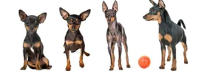 Sie sind fast gleich gross und schwer auseinanderzuhalten (v. l.): der Chihuahua, der Prager Rattler, der English Toy Terrier und der Zwergpinscher.