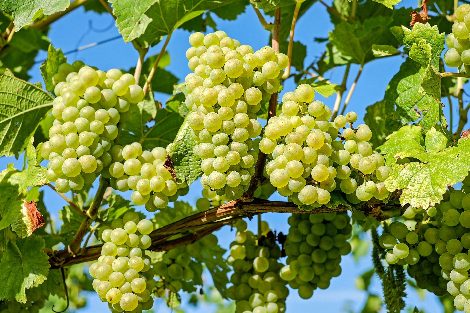 Die vielseitige Weinrebe in der Küche und der Gesundheit