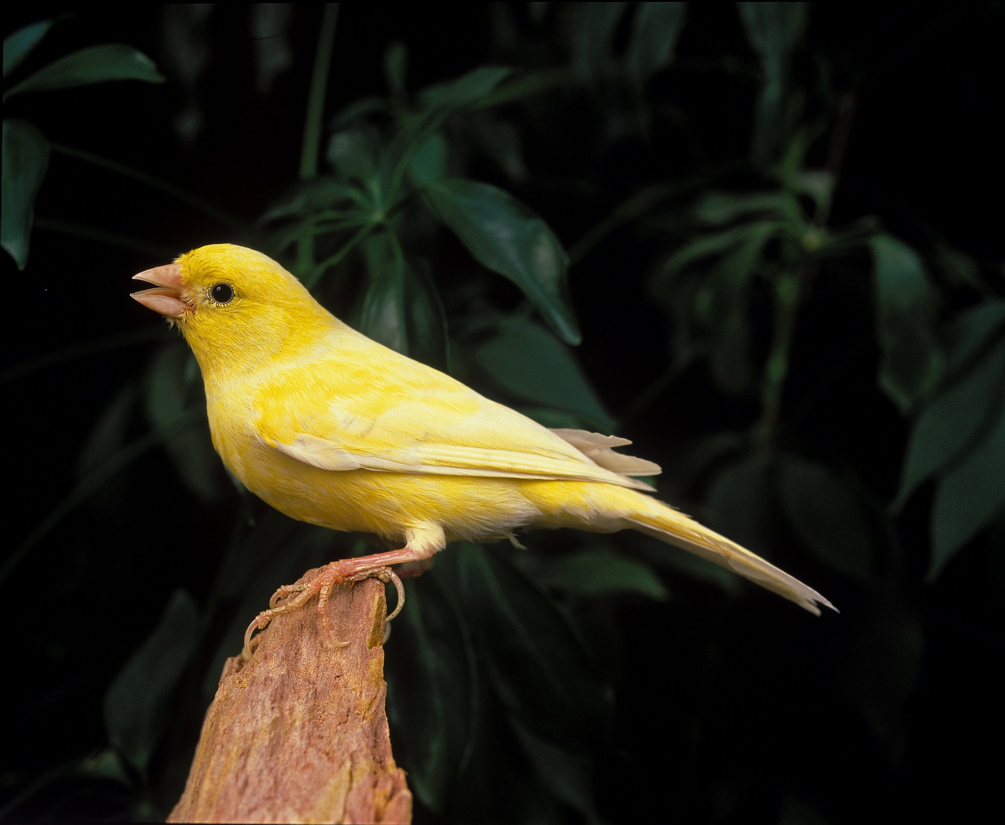 Kanarienvögel im Bergbau
