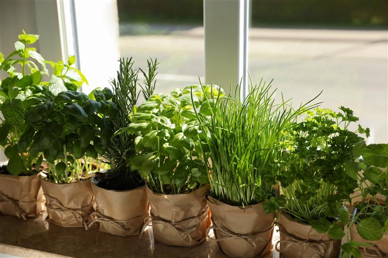 Der eigene Kräutergarten für Zuhause