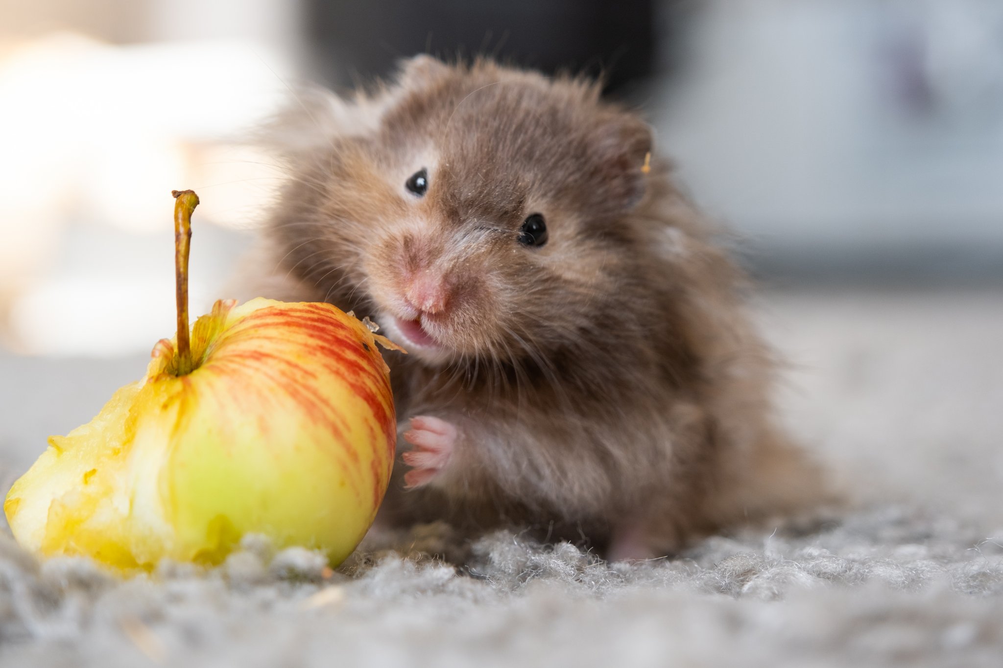 Was wissen Sie alles über Hamster?
