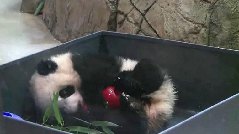 Panda Bei Bei