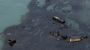 Öl im Wasser wirkt sich drastisch auf das Verhalten von Fischen aus.